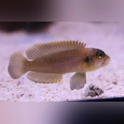 7-2.webp Brevis Shell Dweller