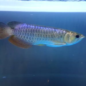 7.jpg Blue Base Arowana Fish
