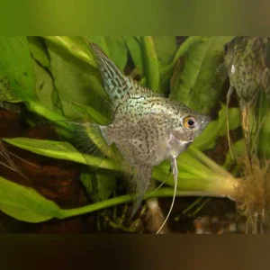 7-5.webp Blue Leopard Angelfish