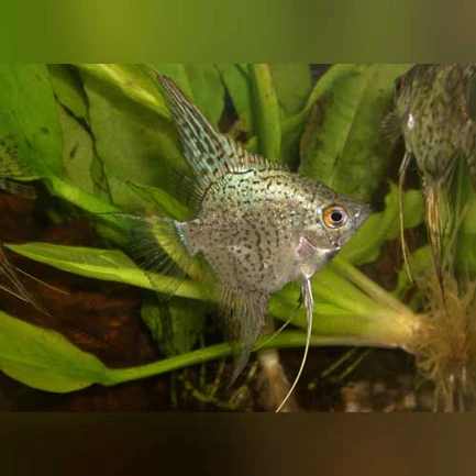 7-5.webp Blue Leopard Angelfish