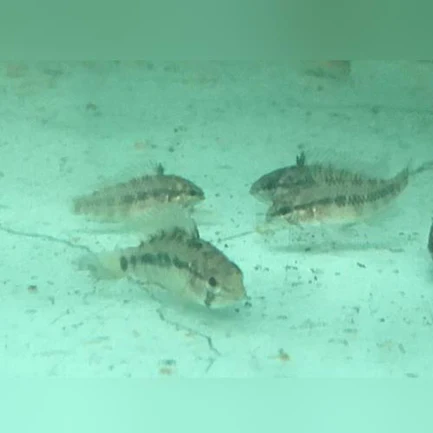 7-6.webp Apistogramma Wild (Set of 4)