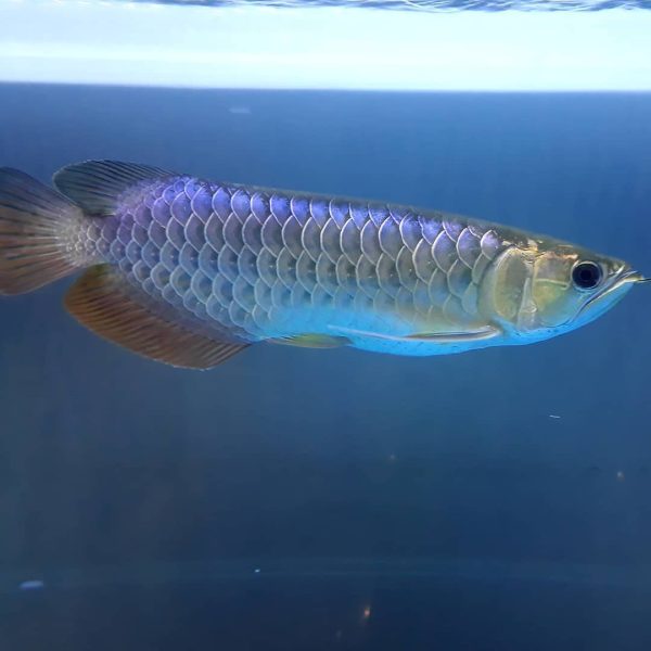 7.jpg Blue Base Arowana Fish
