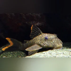 7-7-1.webp L-106 Orange Seam Pleco