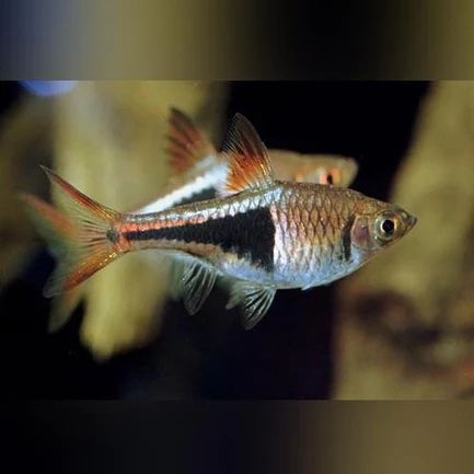 7-9-1.webp Harlequin Rasbora (Lot of 6)