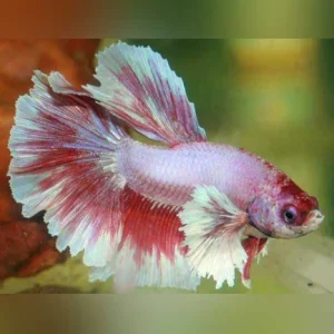7-9.webp Dumbo Ear Betta Male Veil Tail