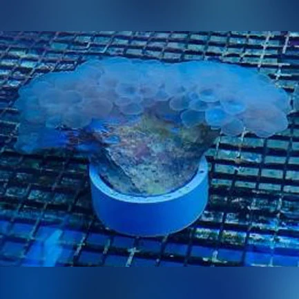 7.webp Bubble Coral