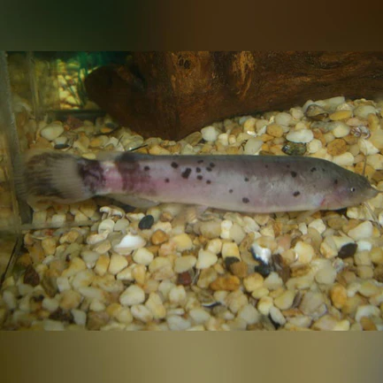 70-1.webp Electric Catfish