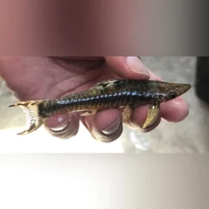 71-1.webp Giant Otocinclus