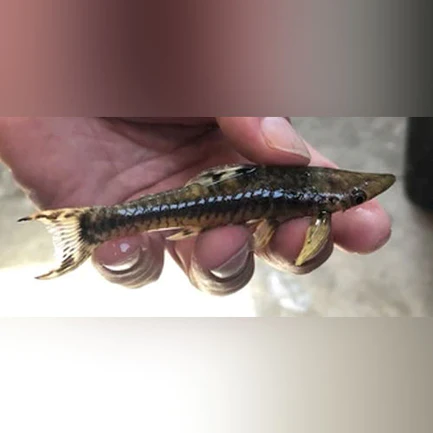 71-1.webp Giant Otocinclus