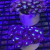 71.webp Red and Green Candy Cane Coral