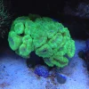 71.1.webp Red and Green Candy Cane Coral