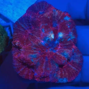 72.webp Red Bowerbankii Coral