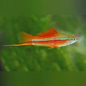 73-2.webp Pineapple Swordtail