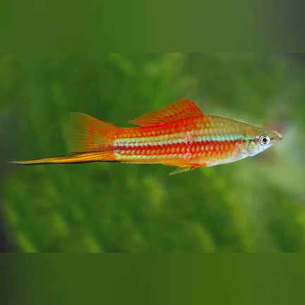 73-2.webp Pineapple Swordtail