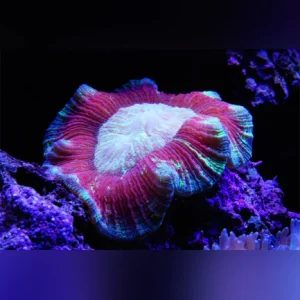 73.webp Red Brain Coral