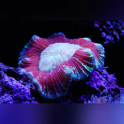 73.webp Red Brain Coral