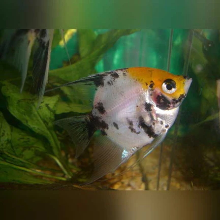 74-2.webp Koi Angelfish