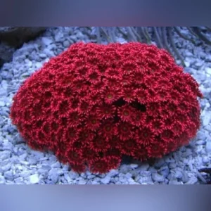 74.webp Red Flower Pot Coral