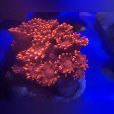 76.webp Red Goniopora Coral Frag