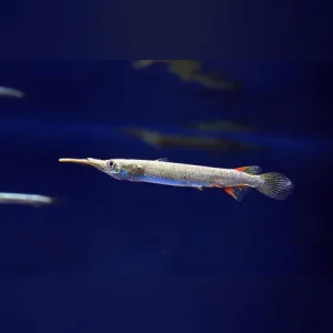 77-2.webp Platinum Half Beak