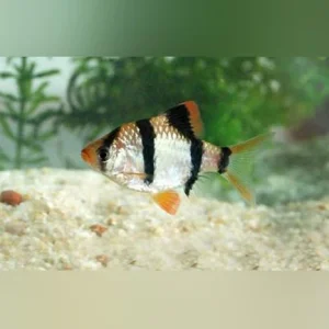 Tiger Barb