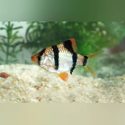 Tiger Barb
