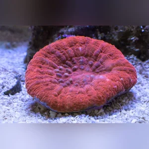 78.webp Red Scolymia Coral