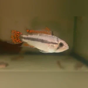 8-10.webp Apisto Cacatuoides Double Red