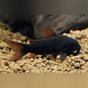 Black Venezuelan Cory