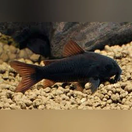 8-11.webp Black Venezuelan Cory