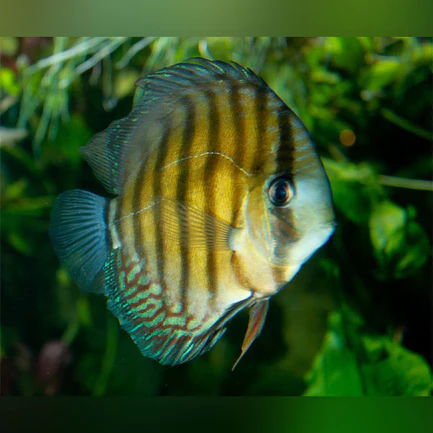 8-13.webp Peru Wild Discus
