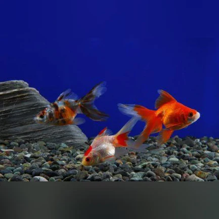 8-14.webp Calico Fantail Goldfish