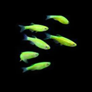 8-15.webp Electric Green Glo Danio