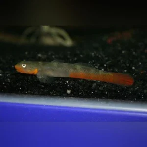 8-16.webp Lipstick Goby