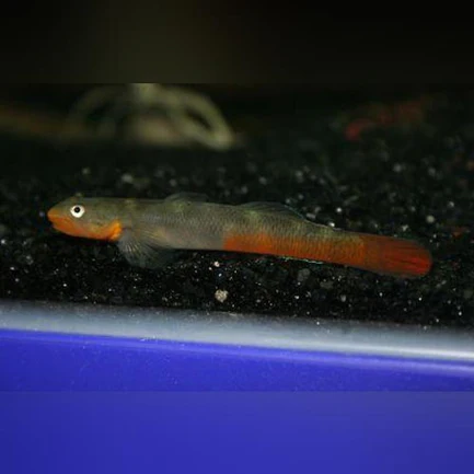 8-16.webp Lipstick Goby