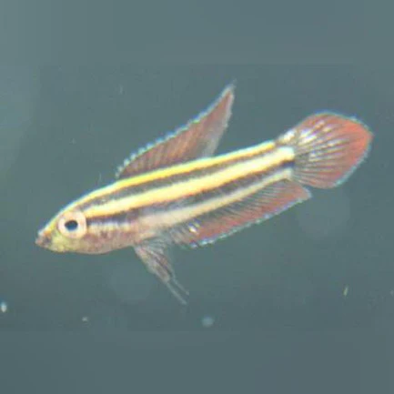 8-17.webp Licorice Gourami