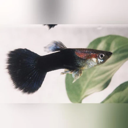 8-18.webp Black Phantom Guppy (Pair)