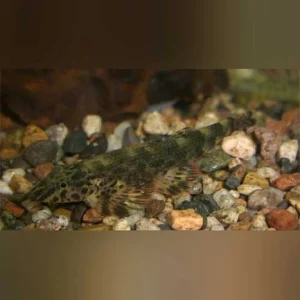 Green Lizard Loach