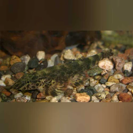 8-2-1.webp Green Lizard Loach