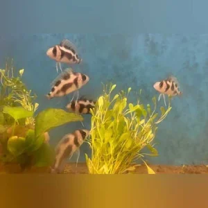 8-3.webp Black Widow Frontosa