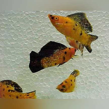 8-4-1.webp Harlequin Sailfin Molly