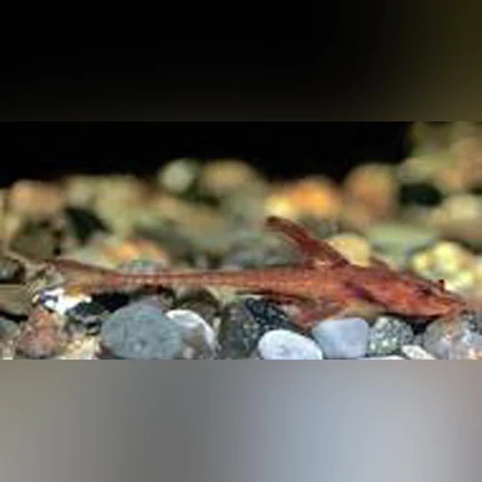 8-6.webp L-10A Red Lizard Pleco