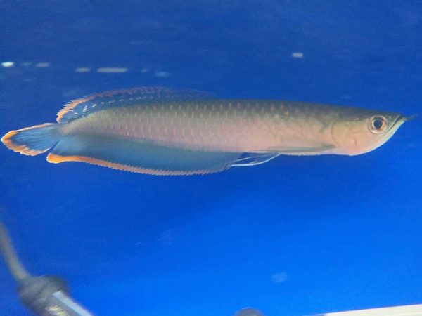 8.jpg Blue Black Arowana Fish