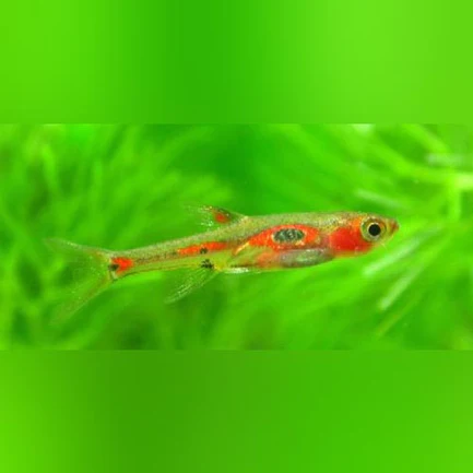 8-7.webp Phoenix Rasbora