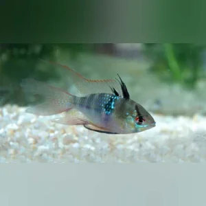 Long Fin Blue Ram