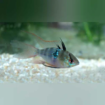 Long Fin Blue Ram
