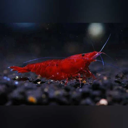 8-9.webp Bloody Mary Shrimp