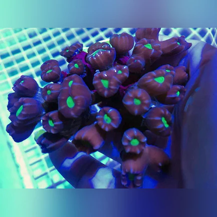 8.webp Candy Stripe Coral