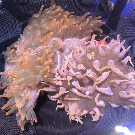 80.1.webp Rose Anemone