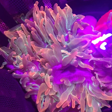 80.2.webp Rose Anemone